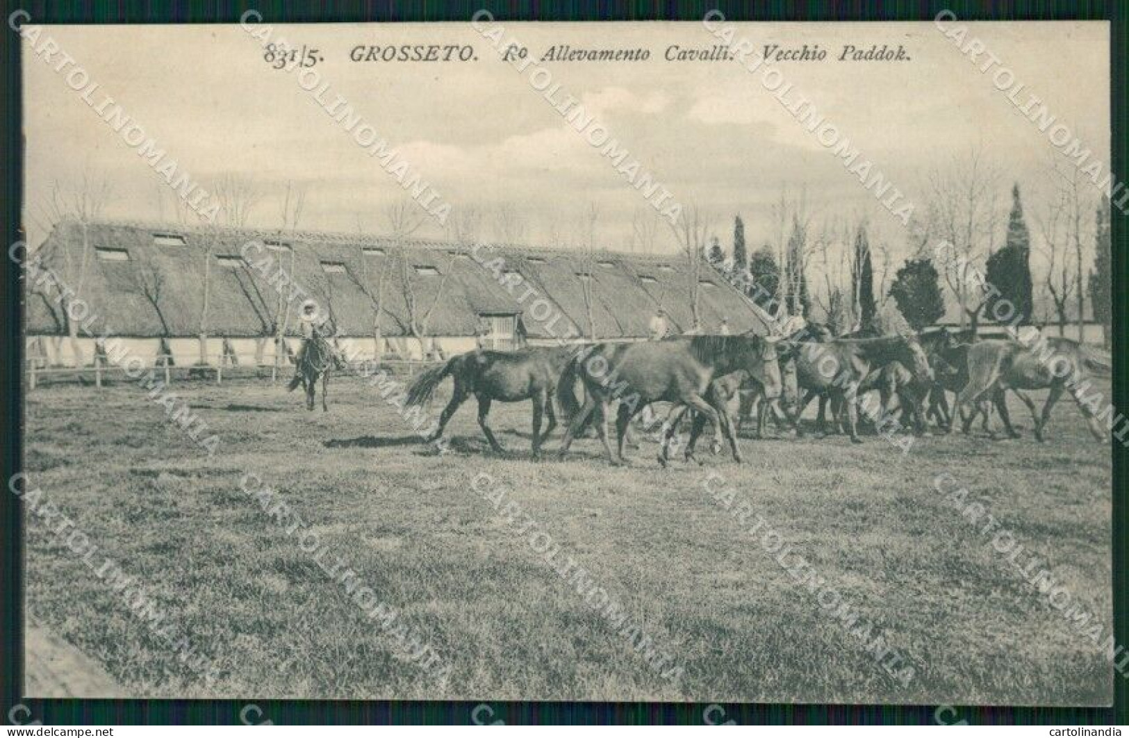 Grosseto Città Allevamento Cavalli SCOLLATA Cartolina WX1479 - Grosseto