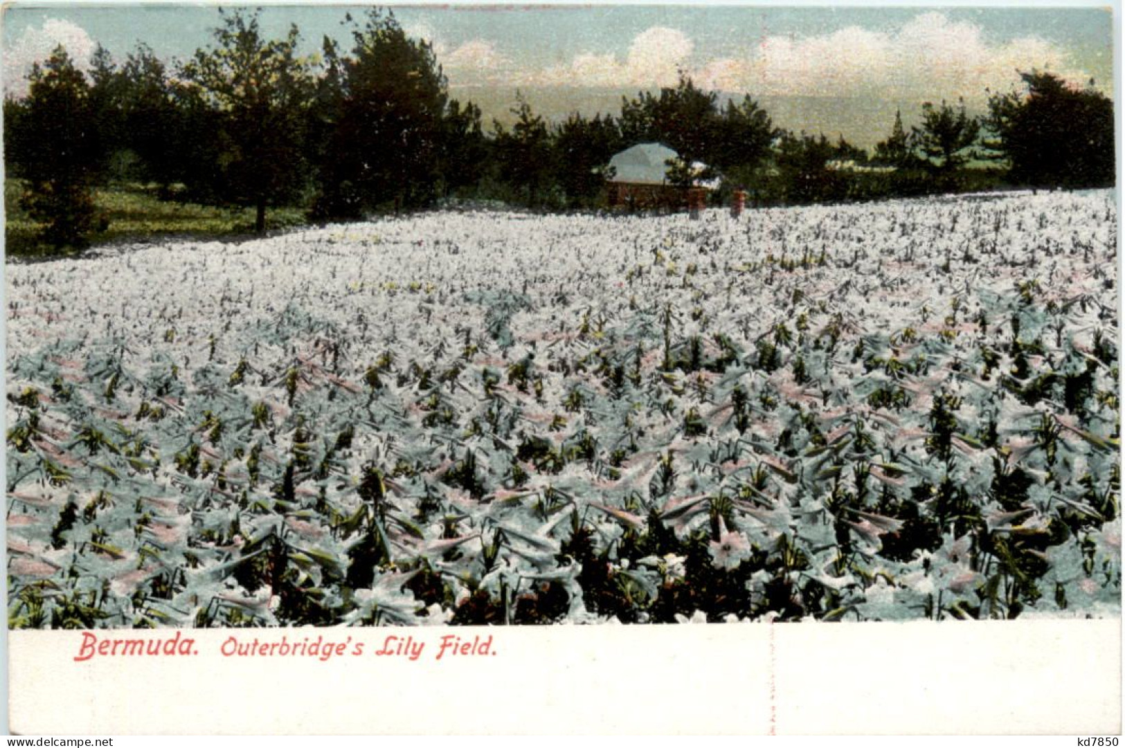 Bermuda - Outerbridge Lily Field - Bermuda