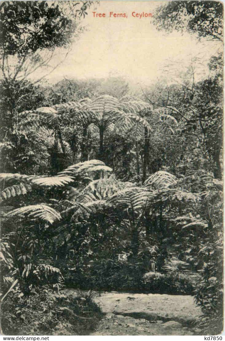 Ceylon - Tree Ferns - Sri Lanka (Ceylon)