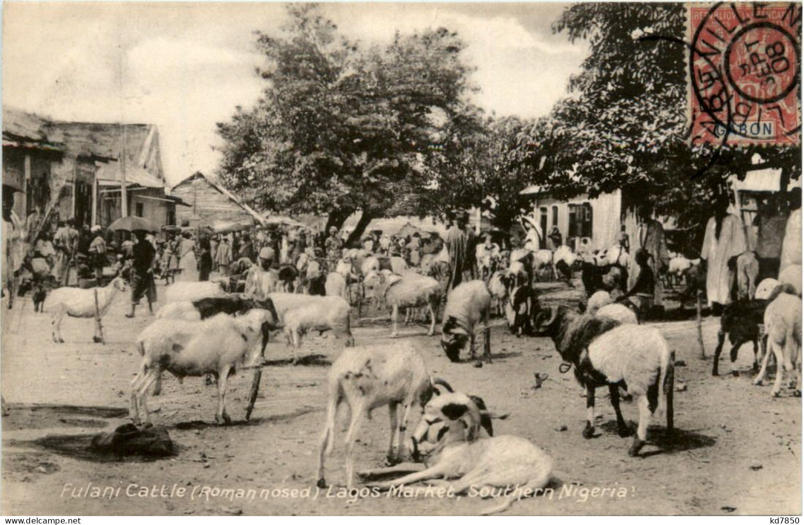 Nigeria - Fulani Cattle Lagos Market - Nigeria