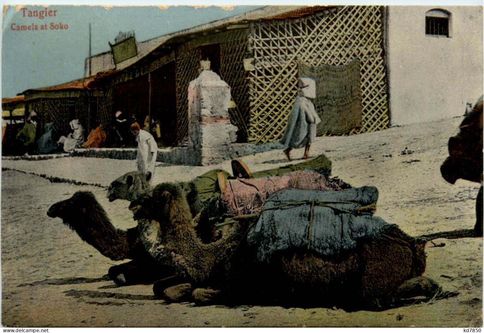 Tangier - Camels At Soko - Tanger