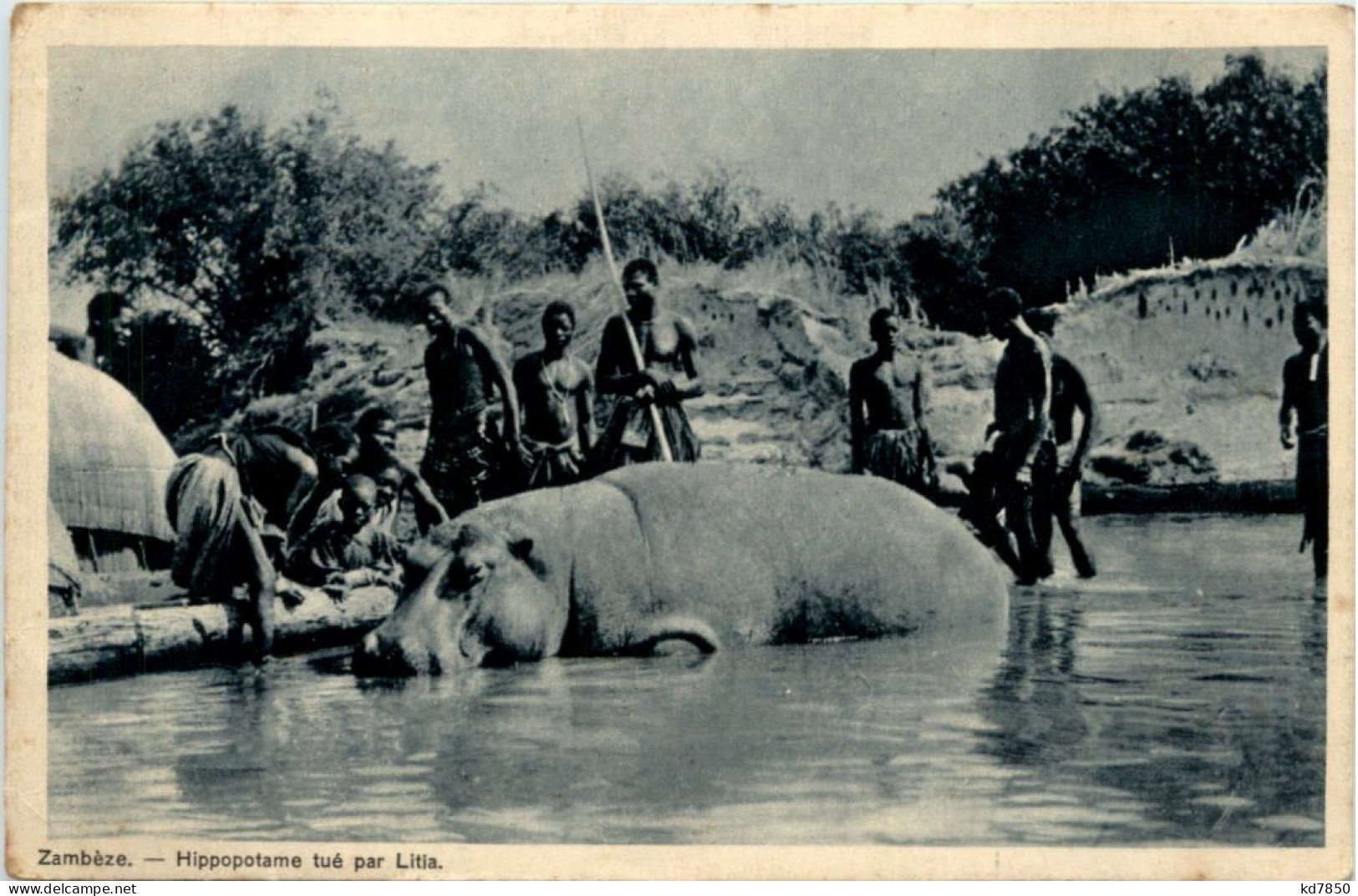 Zambeze - Hippopotame Tue Par Litia - Jagd - Namibie