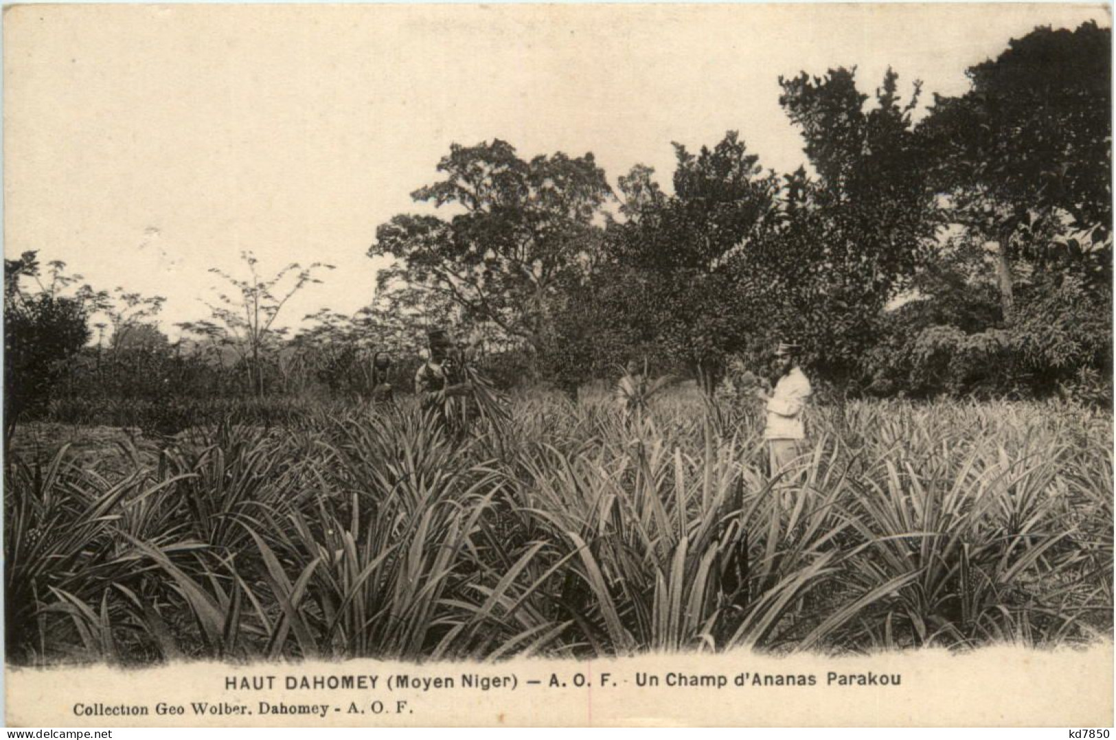 Dahomey - Un Champ D Ananas Parakou - Benín