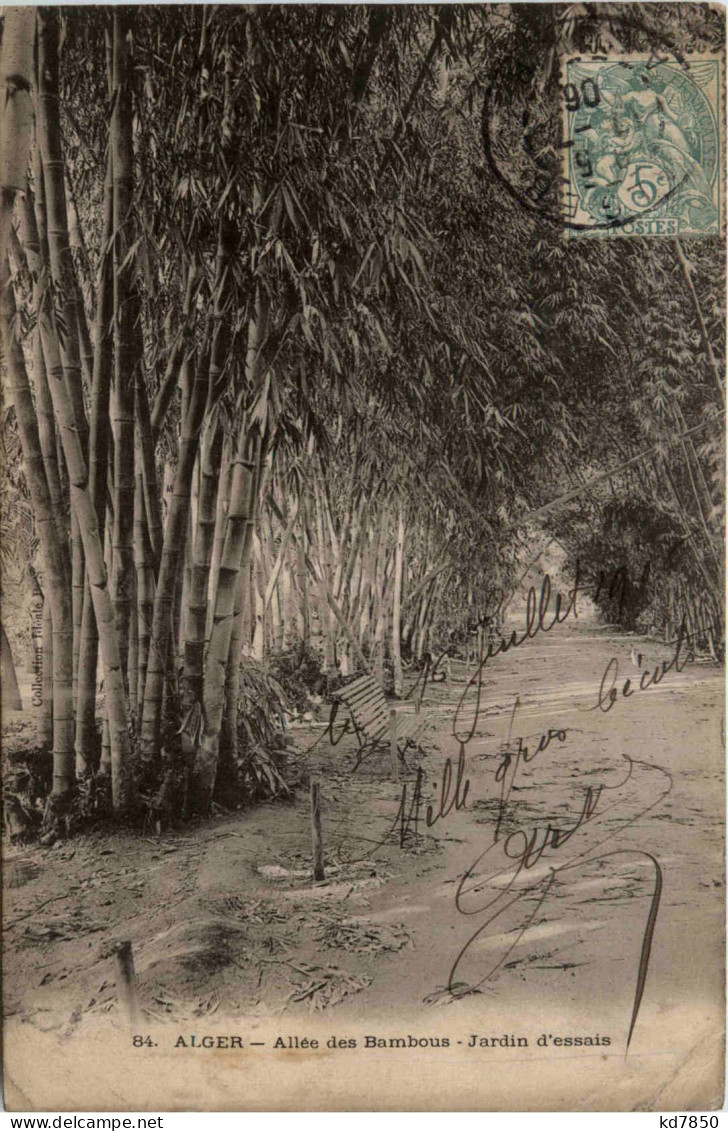 Alger, Allee De Bambous Au Jardin D-Essais - Algerien