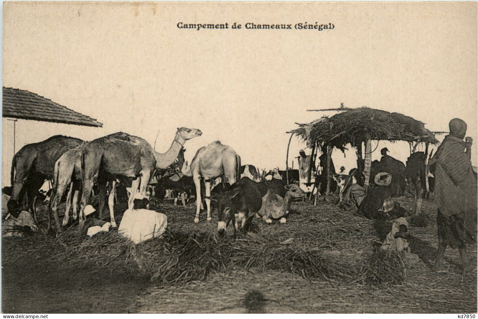 Senegal - Campement De Chameaux - Senegal