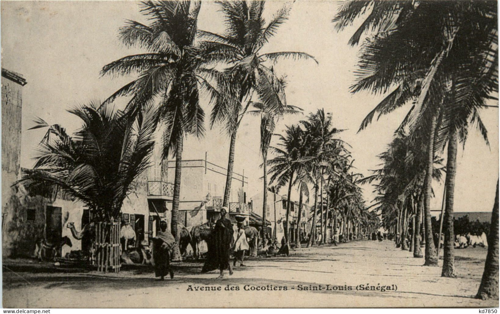 Senegal - Saint-Louis - Avenue Des Cocotiers - Senegal