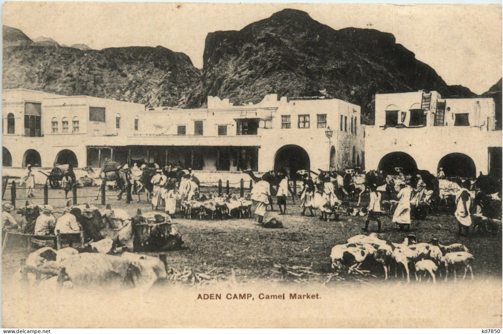 Aden Camp - Camel Market - Yemen