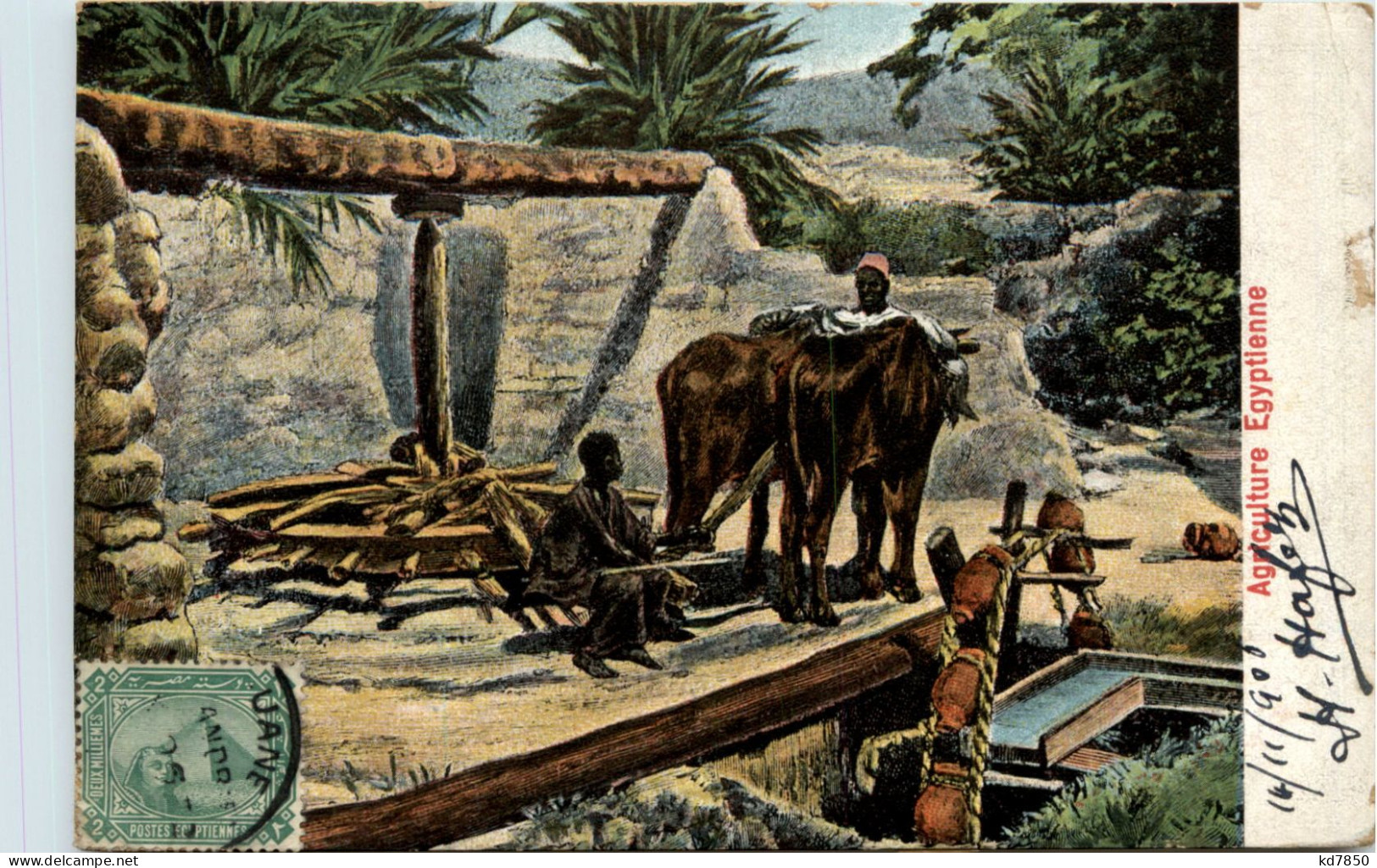 Egypt - Agriculture - Persons
