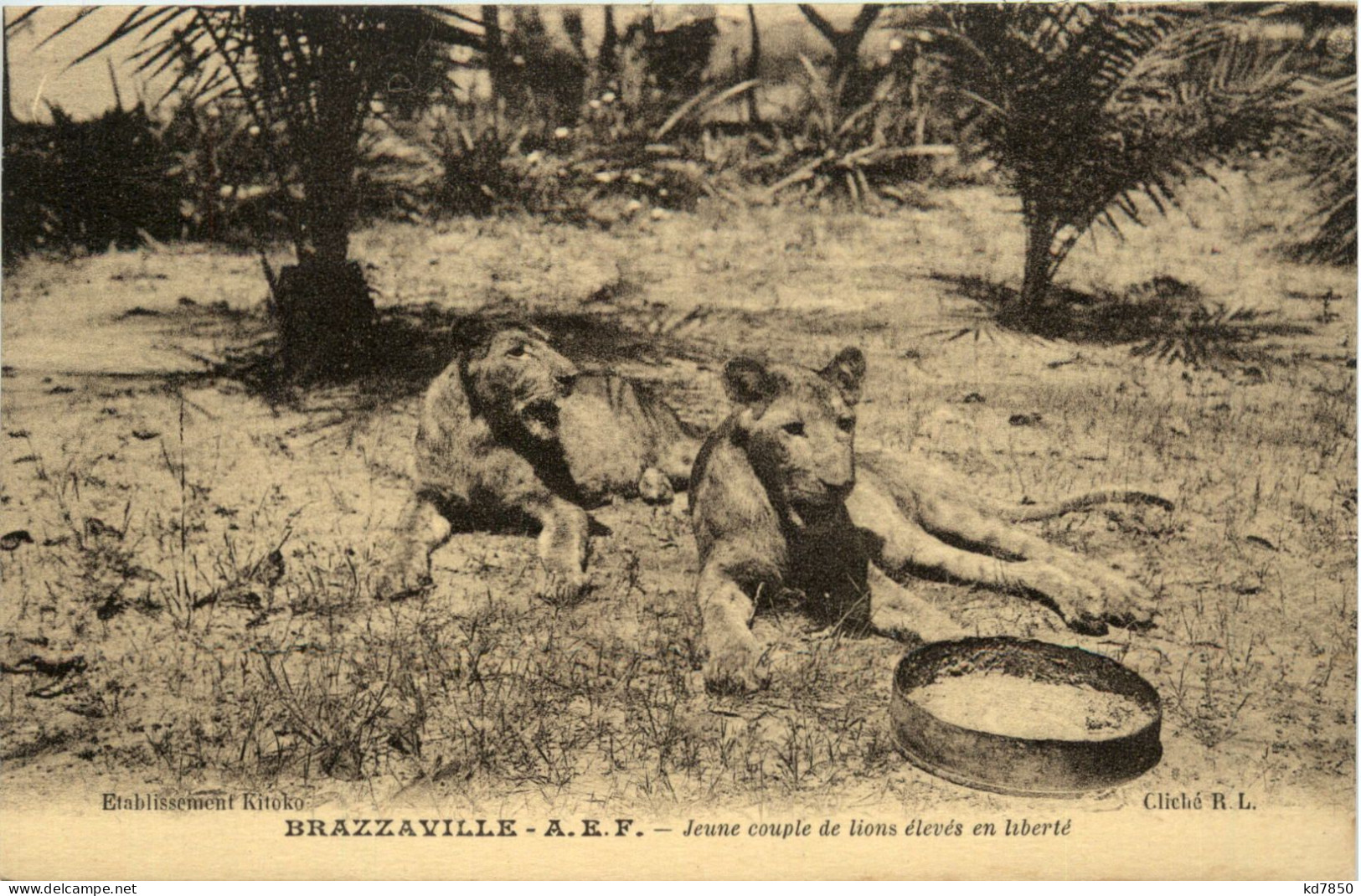 Brazzaville - Jeune Couple De Lions - Andere & Zonder Classificatie