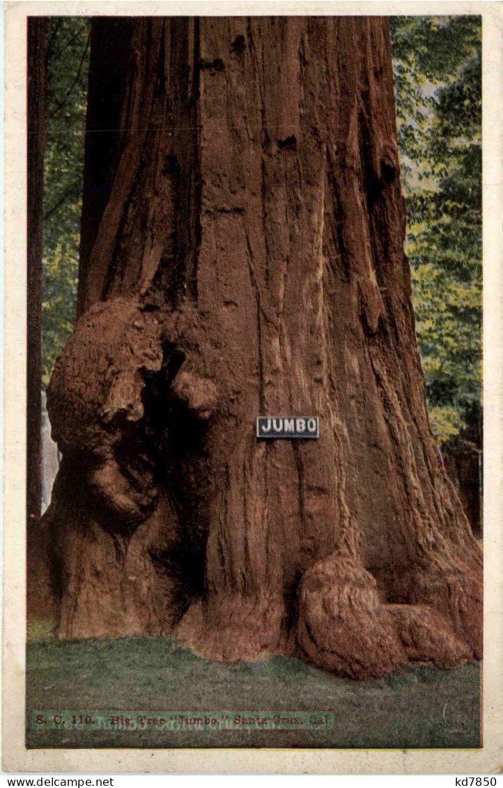 Santa Cruz - Big Tree Jumbo - Andere & Zonder Classificatie
