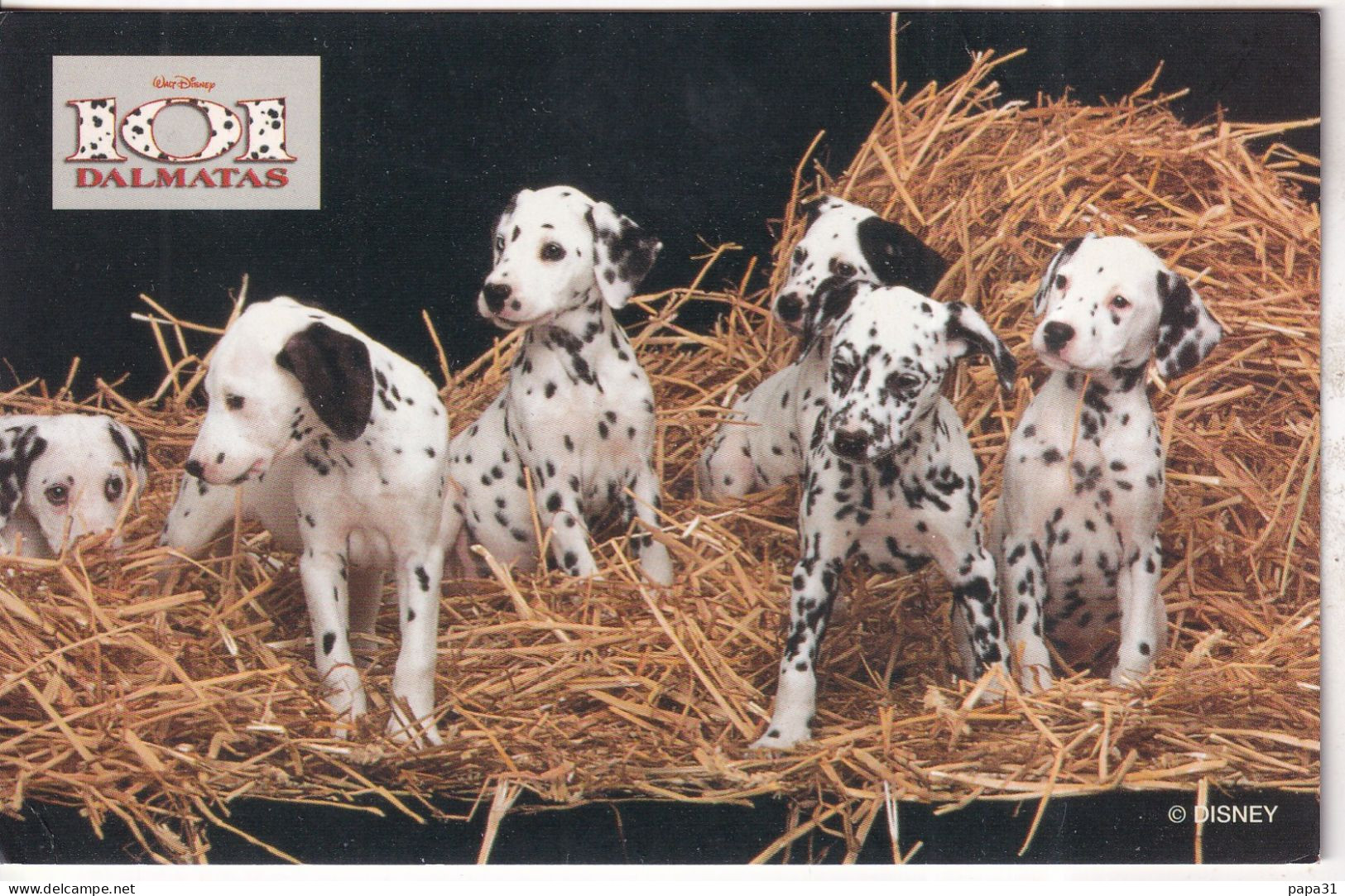 Chiens  Dalmatien - Dogs