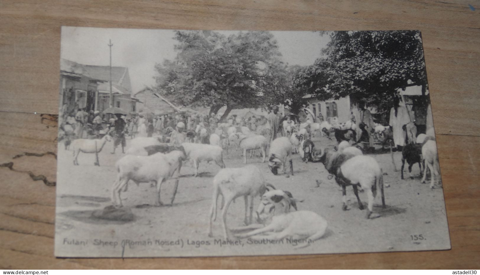 NIGERIA : Sheep, LAGOS Market ................ BE-18081 - Nigeria