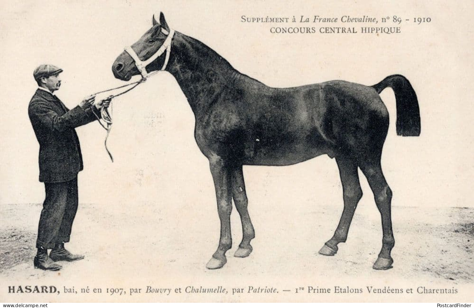 Hasard La France Chevaline 1907 Race Horse Antique PB Postcard - Horse Show