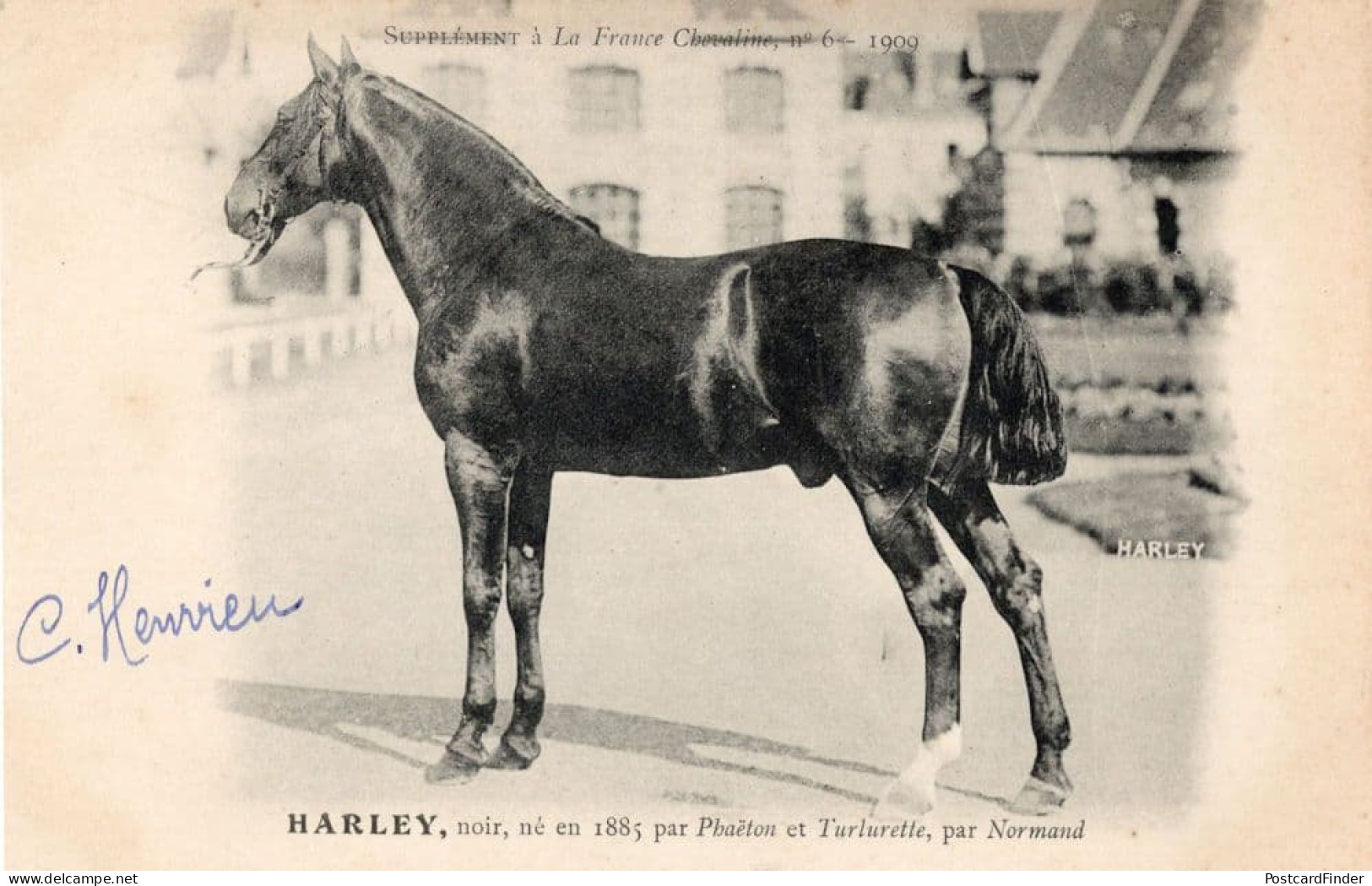 Harley La France Chevaline Race 1885 Horse Signed Antique Postcard - Paardensport