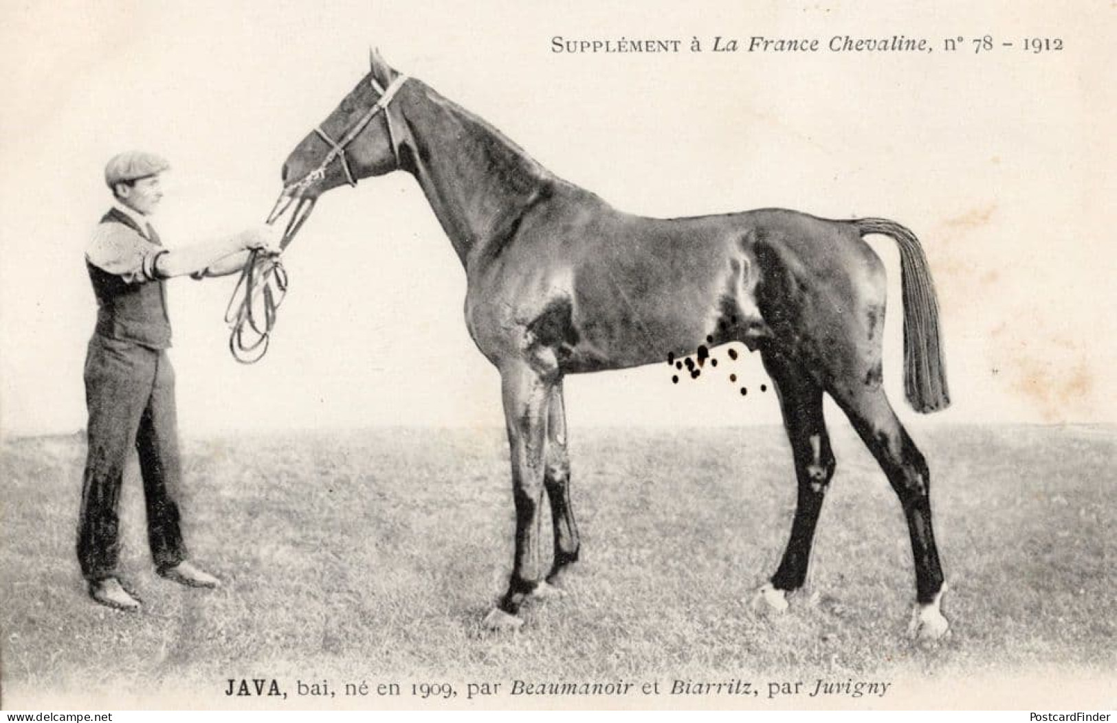 Java La France Chevaline 1909 Race Horse Antique PB Postcard - Horse Show