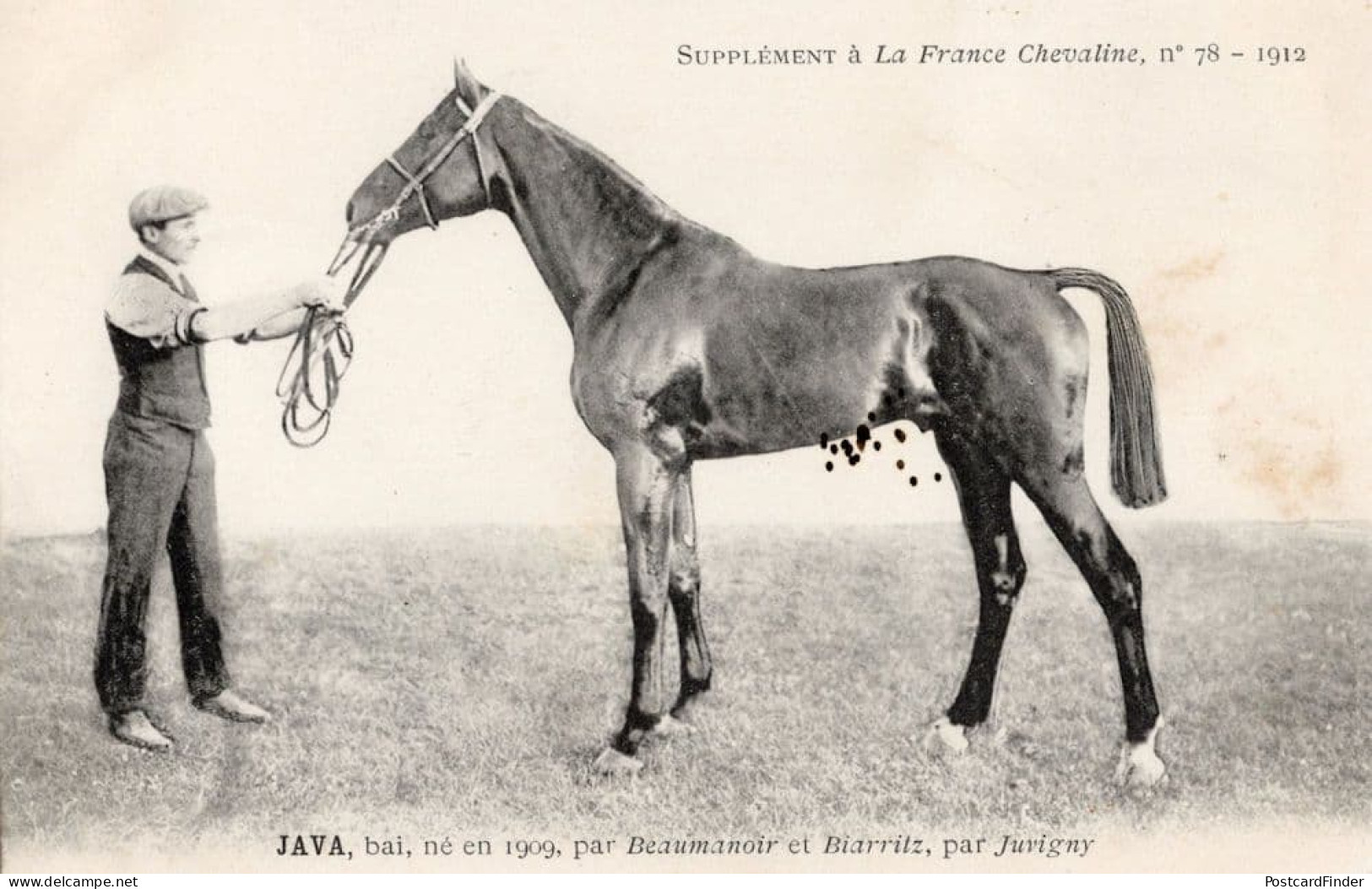 Java La France Chevaline 1909 Race Horse Antique PB Postcard - Paardensport