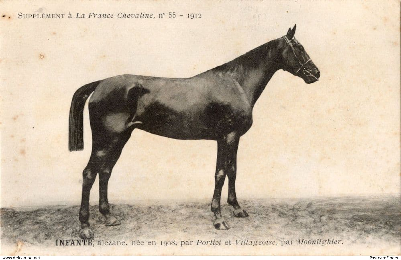 Infante La France Chevaline 1908 Race Horse Antique PB Postcard - Reitsport