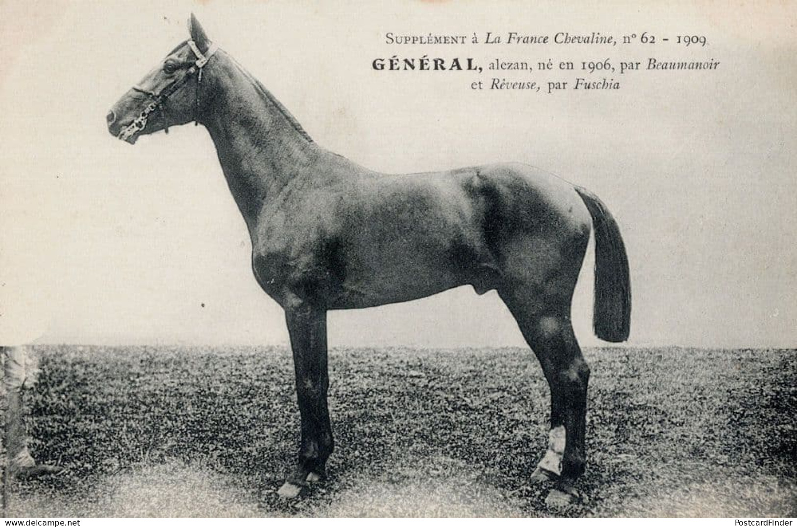 General La France Chevaline 1906 Race Horse Antique Postcard - Horse Show