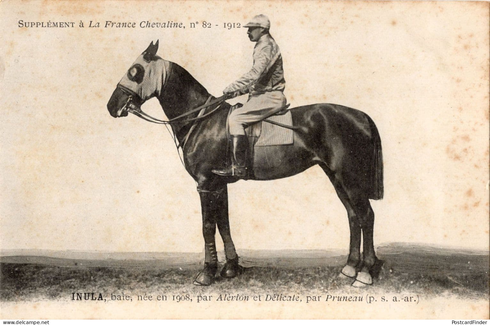 Inula La France Chevaline 1908 Race Horse Antique PB Postcard - Horse Show
