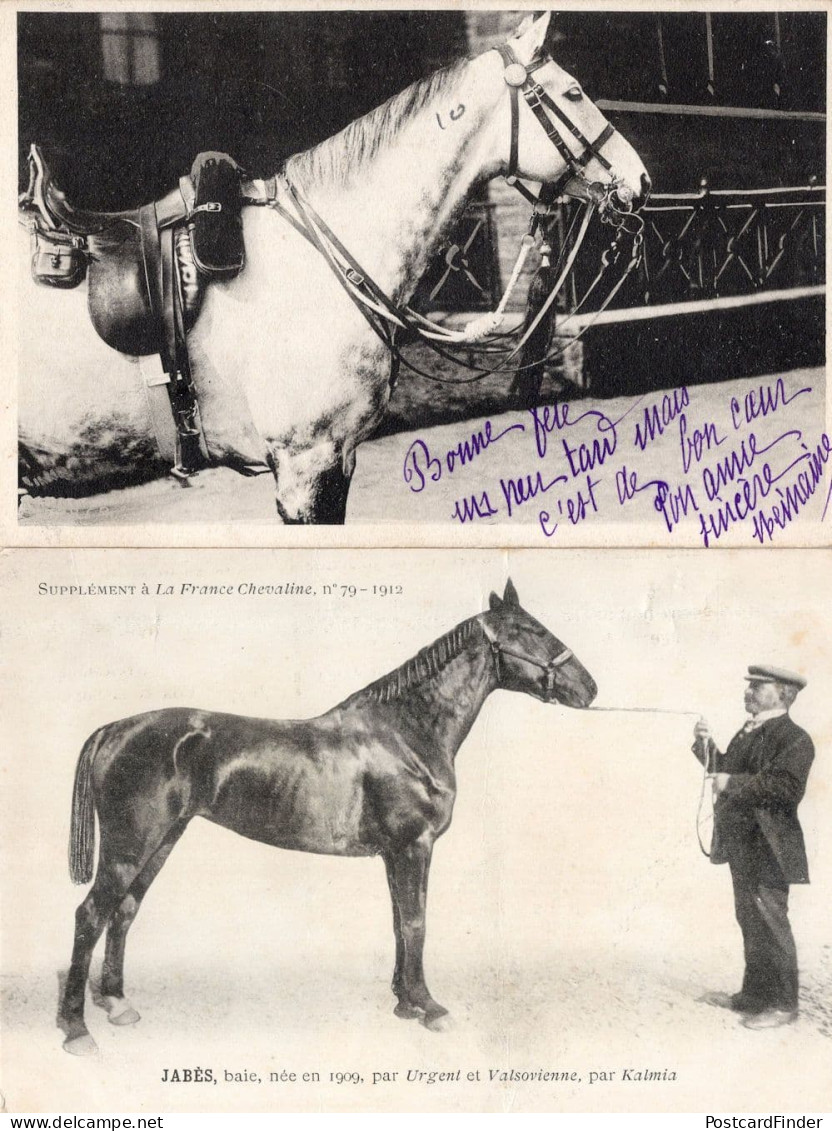 Jabes La France Chevaline 1909 Race Horse Antique PB Postcard - Hippisme