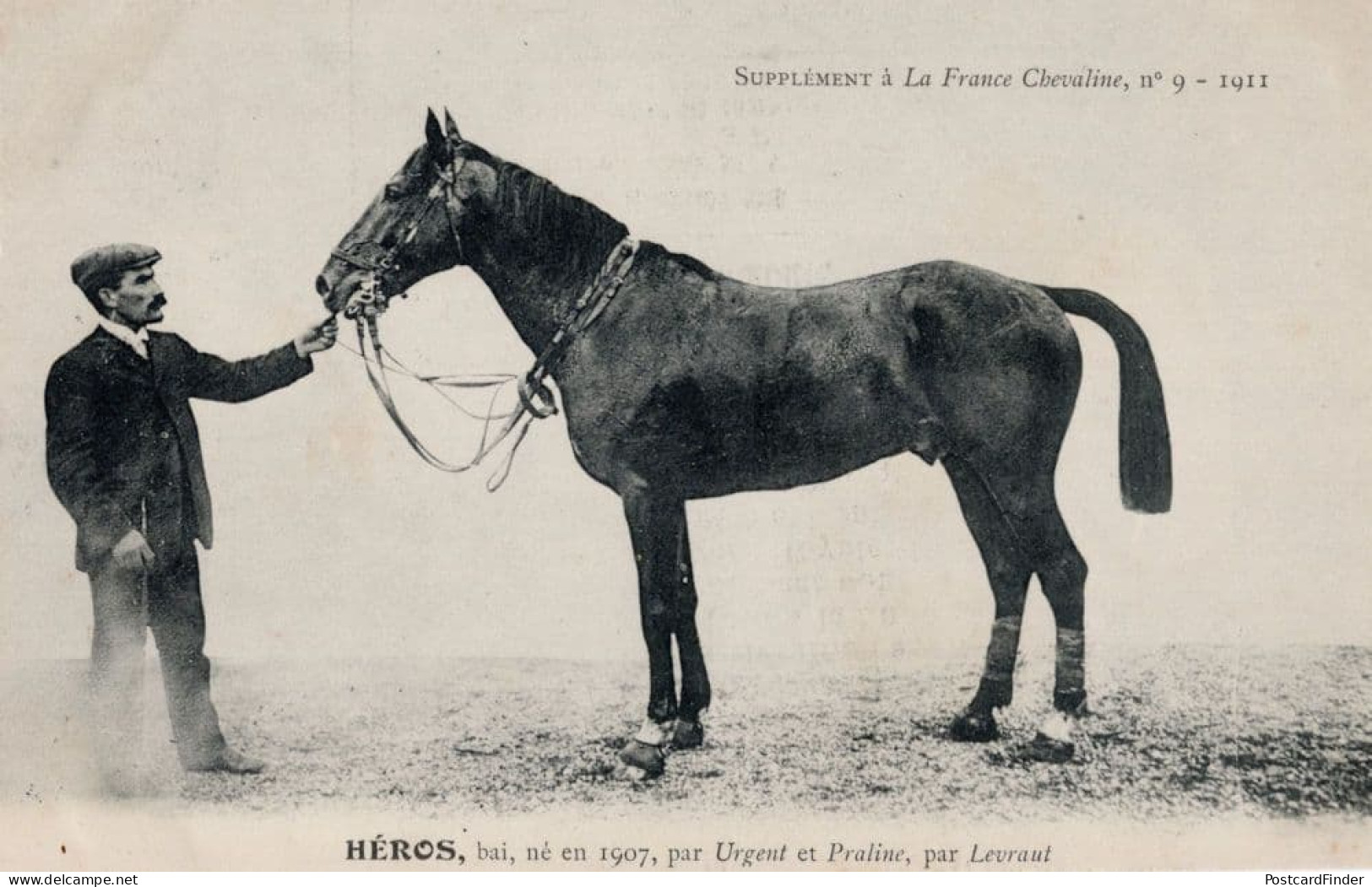 Heros La France Chevaline 1907 Race Horse Antique PB Postcard - Horse Show