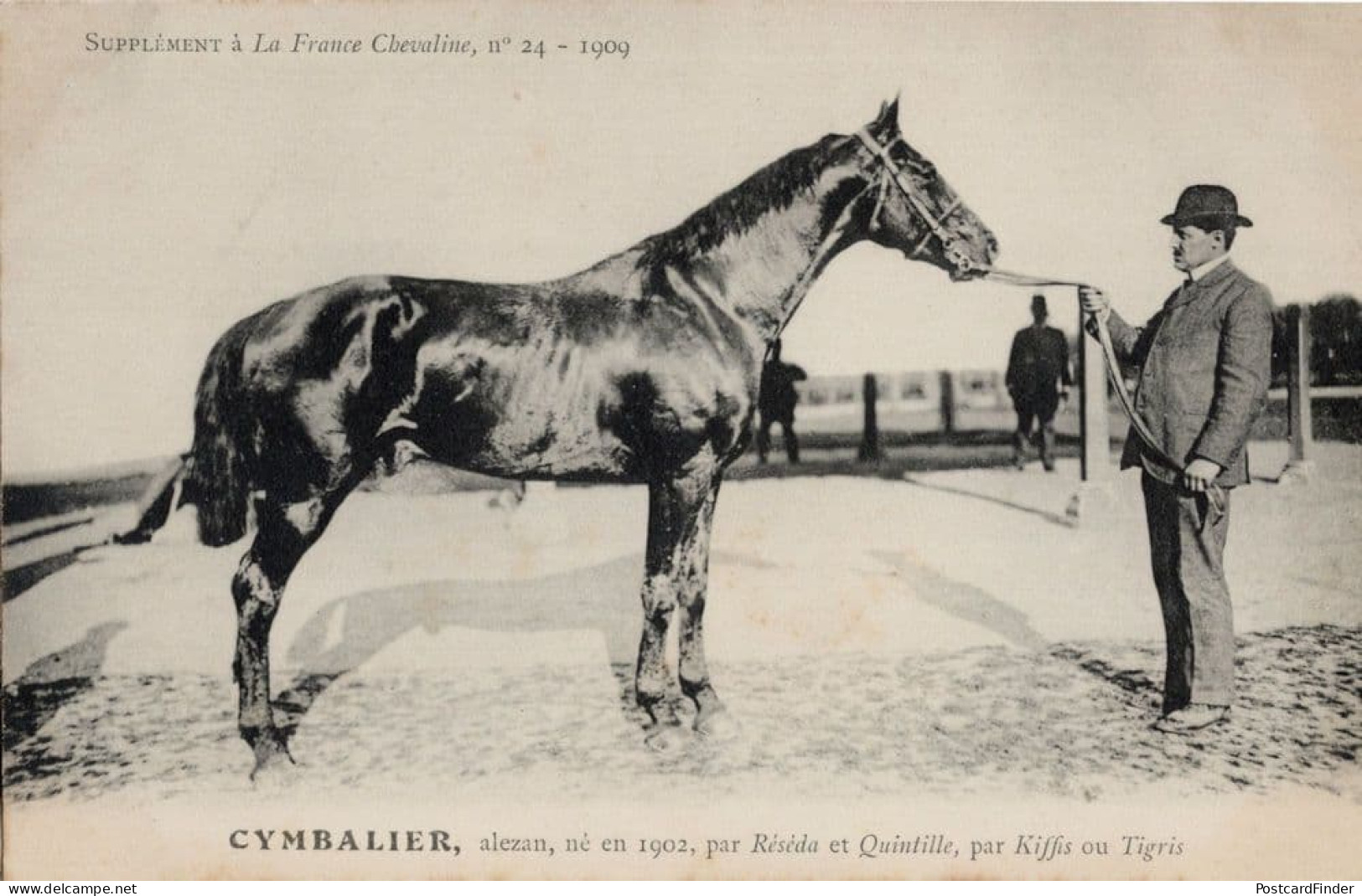 Cymbalier La France Chevaline 1902 Race Horse Antique PB Postcard - Hippisme