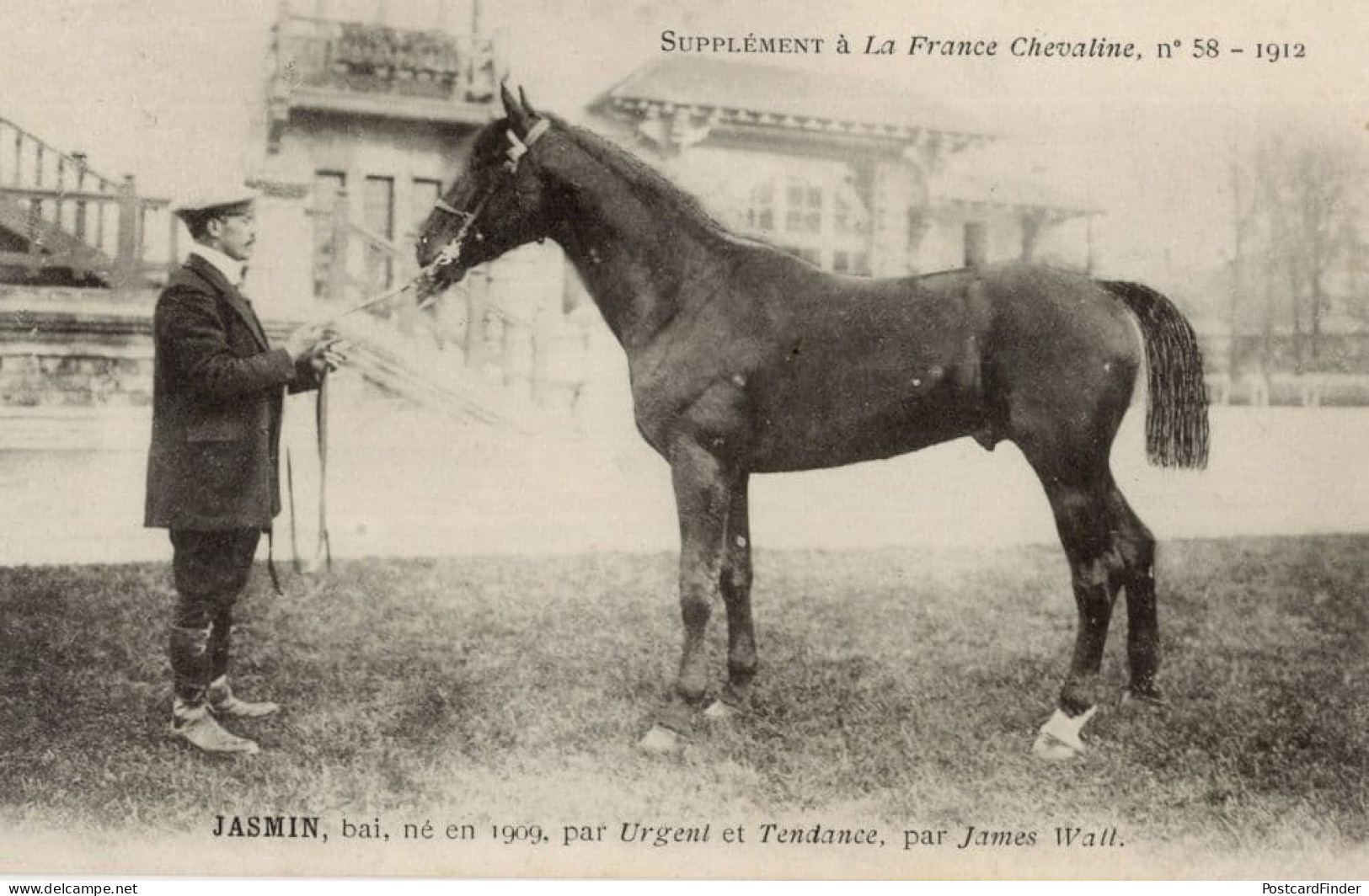 Jasmin La France Chevaline 1909 Race Horse Antique PB Postcard - Horse Show