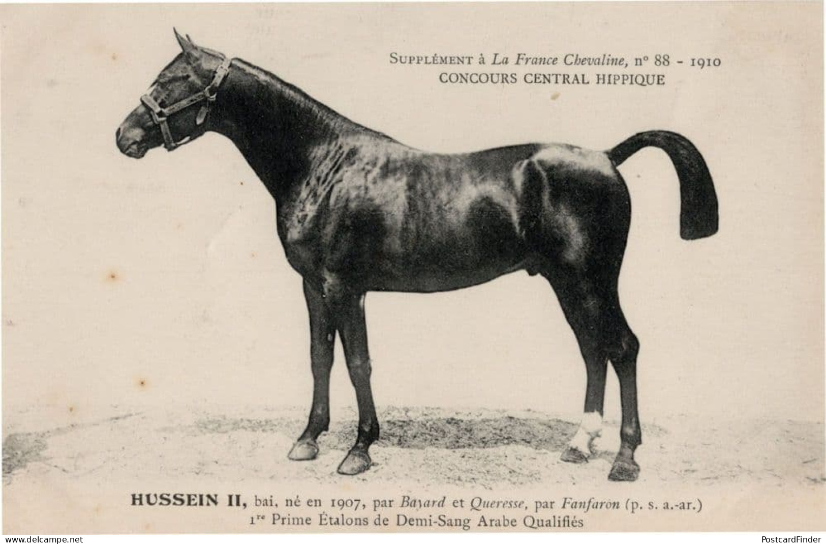 Hussein II La France Chevaline 1907 Race Horse Antique PB Postcard - Horse Show