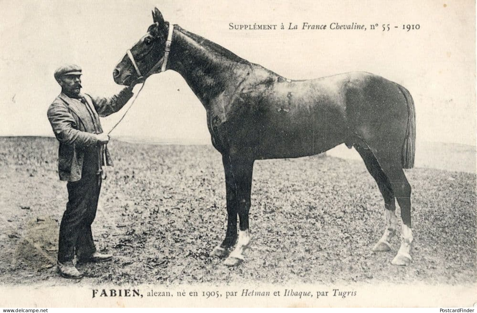 Fabien La France Chevaline 1905 Race Horse Antique PB Postcard - Paardensport
