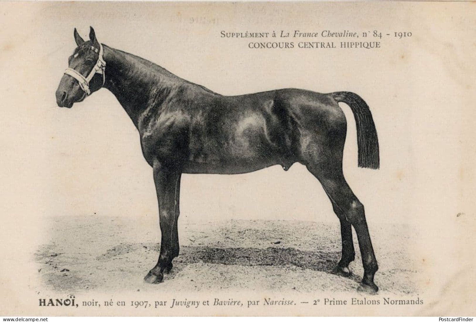 Hanoi La France Chevaline 1907 Race Horse Antique PB Postcard - Hípica