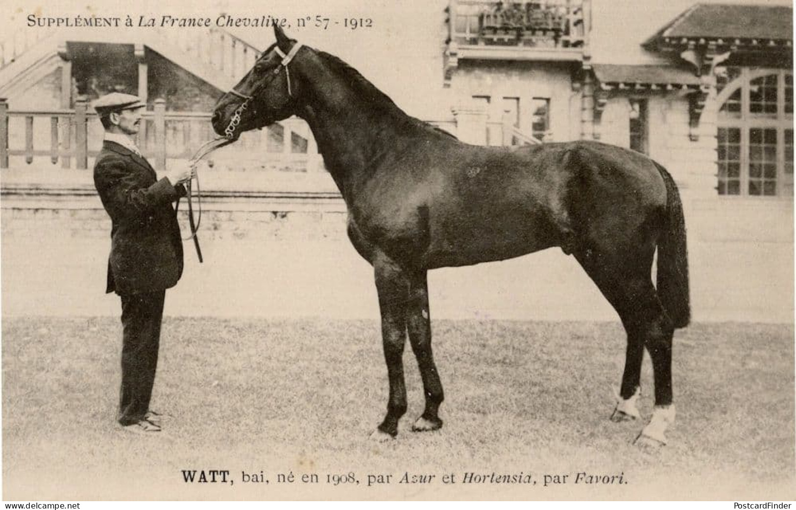 Watt Favori La France Chevaline Race Horse Antique 1910 PB Postcard - Horse Show