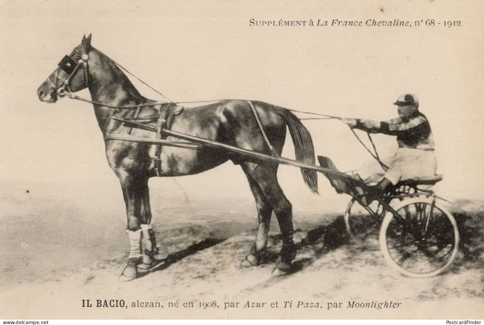 Il Bacio La France Chevaline Race Horse Antique 1910 PB Postcard - Horse Show