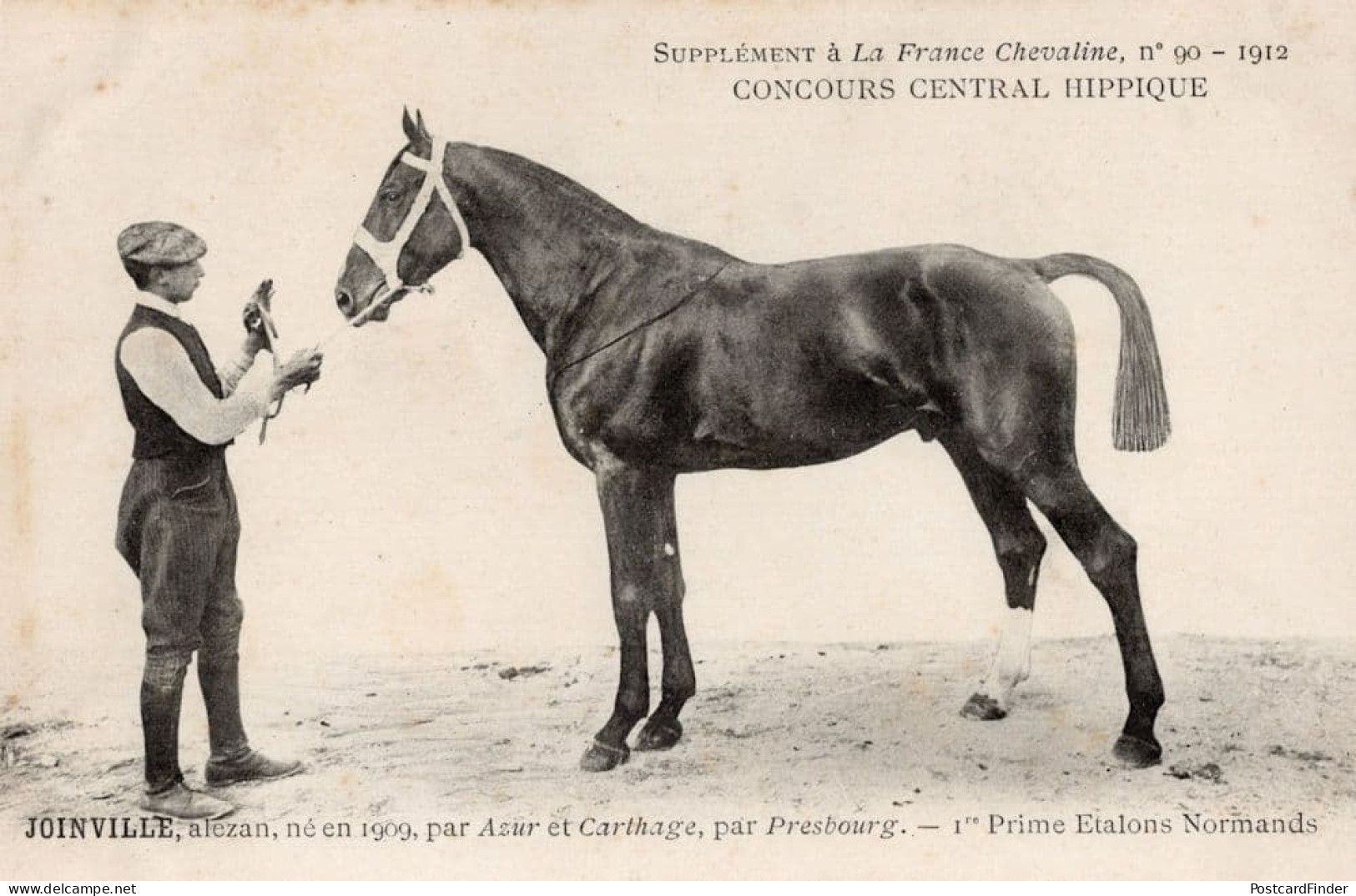 Joinville La France Chevaline Race Horse Antique 1912 PB Postcard - Hípica