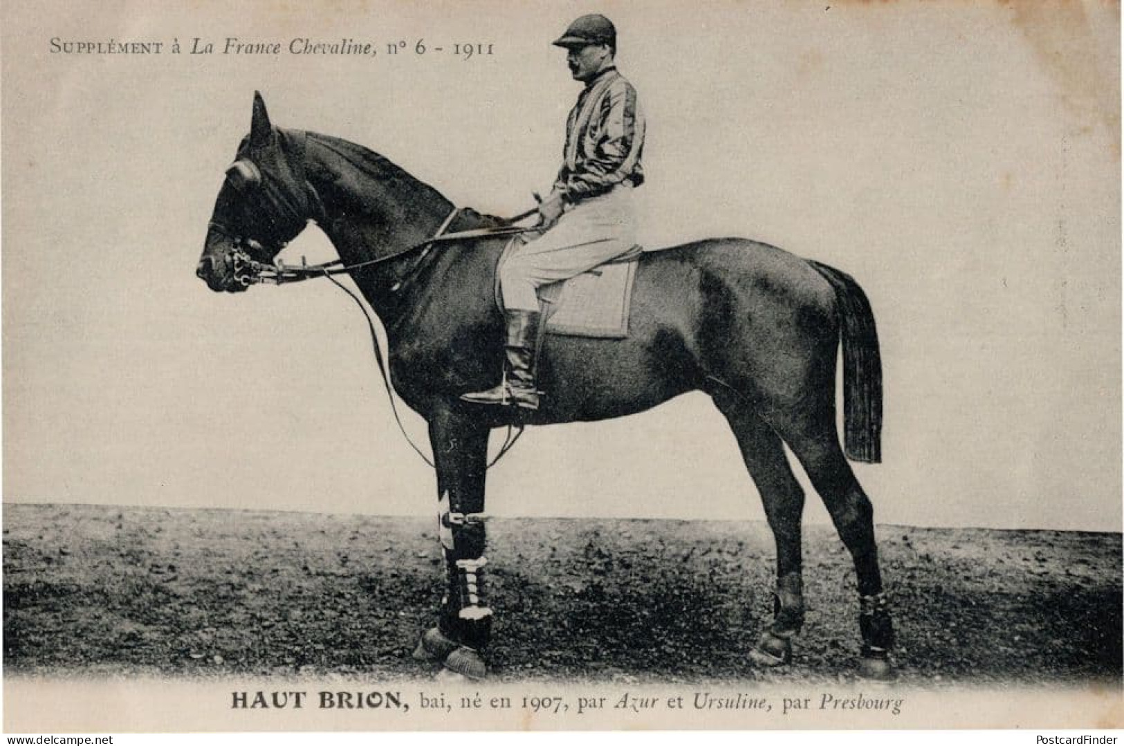 Haut Brion La France Chevaline Race Horse Antique 1911 PB Postcard - Horse Show