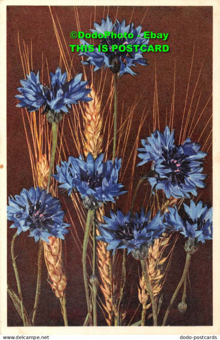 R396180 Cornflower. Stehli. No. 34. Postcard - Monde