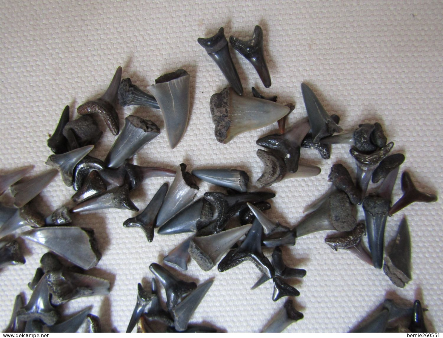 Unique : Lot De Dents De Requins De La Mer Du Nord - Fossilien