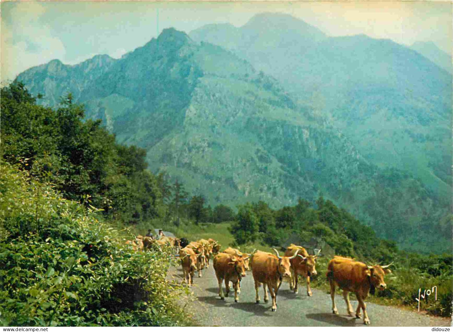 Animaux - Vaches - Pyrénées - En Route Vers Les Hauts Pâturages - CPM - Voir Scans Recto-Verso - Cows