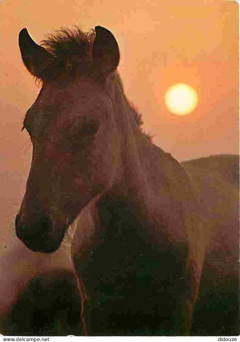 Animaux - Chevaux - Cheval Sauvage De Dulmen - Tete De Cheval - CPM - Voir Scans Recto-Verso - Pferde