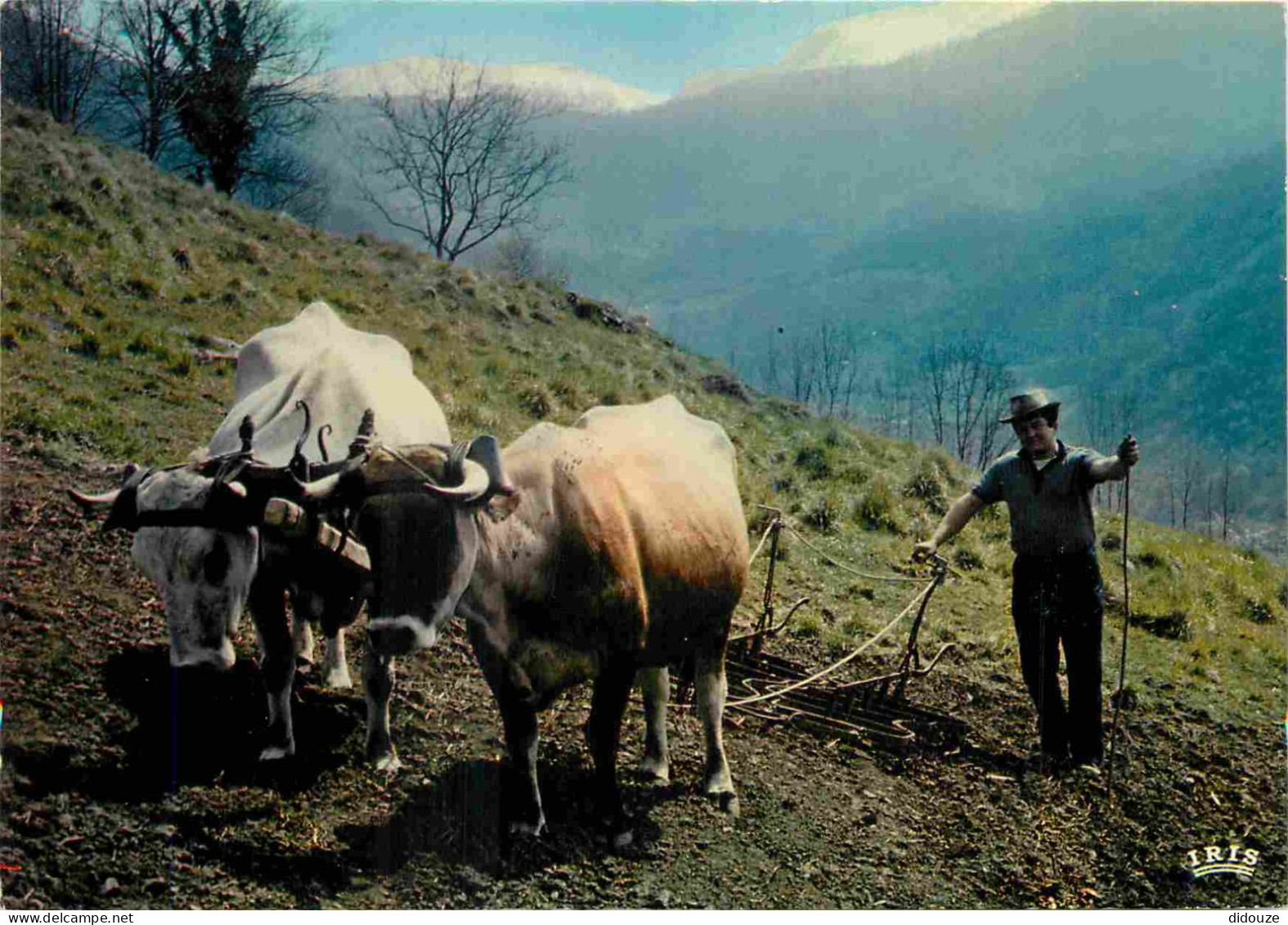 Animaux - Vaches - Labeur - Attelage De Bœufs - Paysans - CPM - Voir Scans Recto-Verso - Vacas