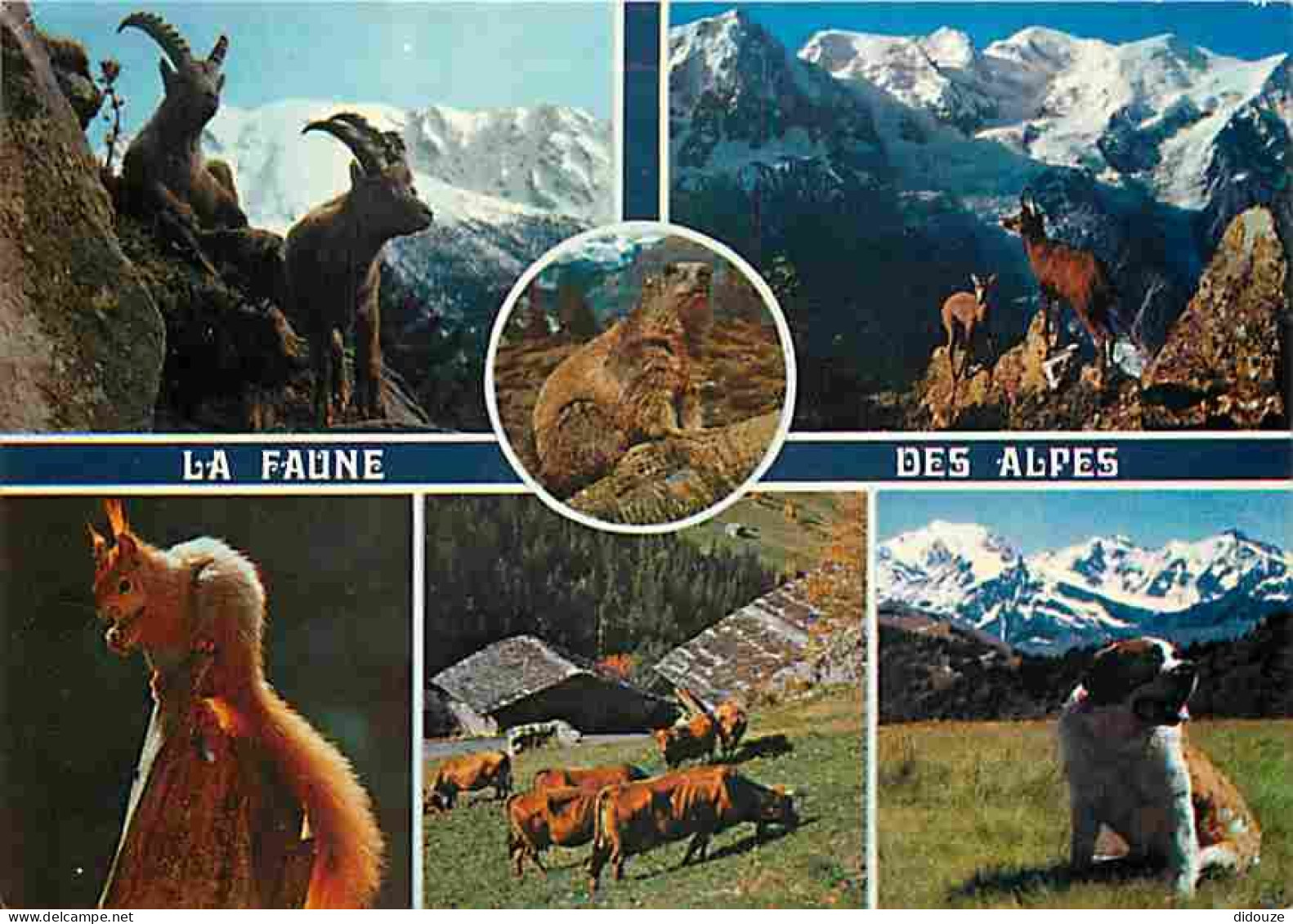 Animaux - Faune Des Alpes - Multivues - CPM - Voir Scans Recto-Verso - Other & Unclassified