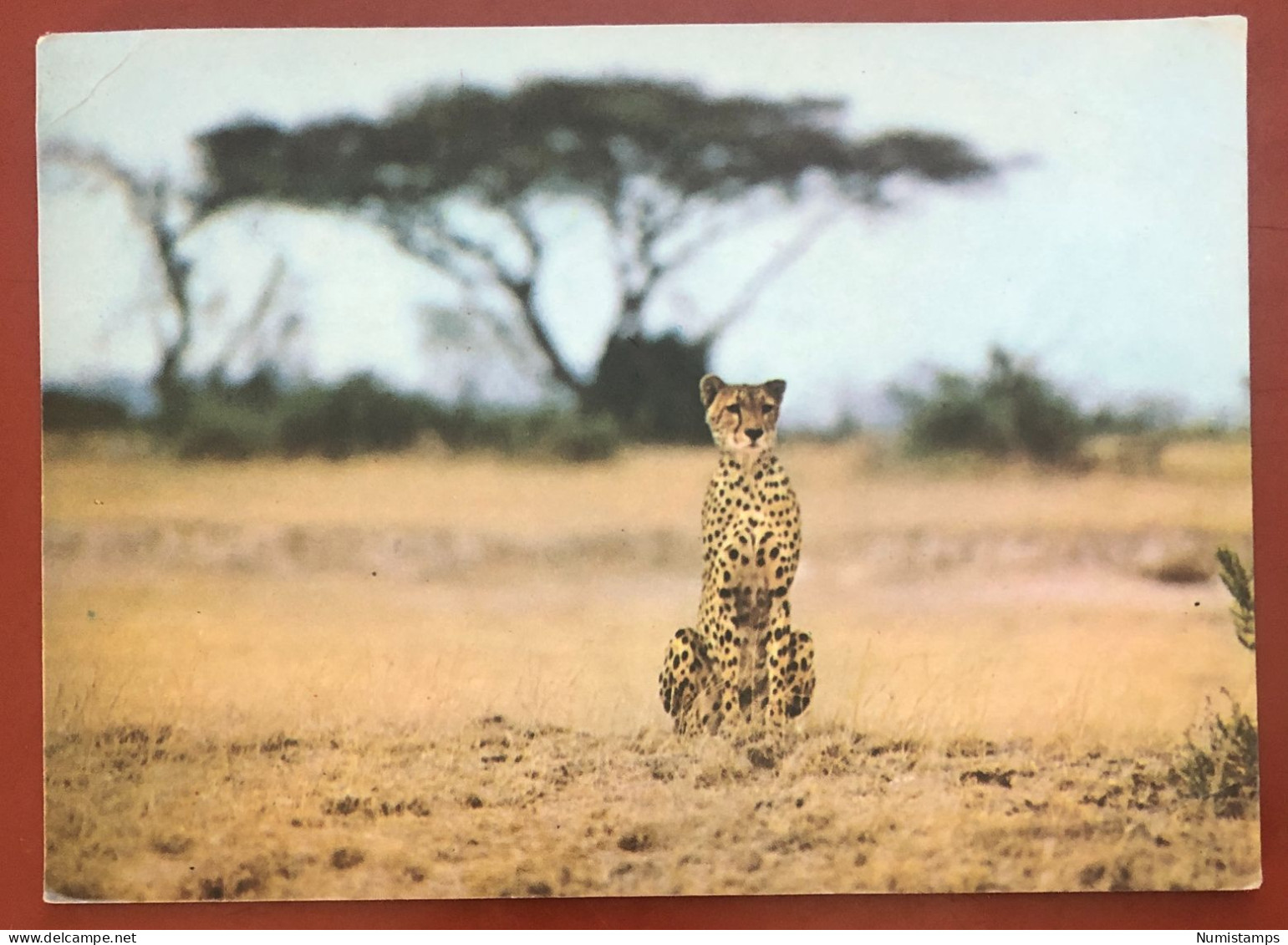 Kenya - Amboseli National Park - Cheetah - 1965 (c678) - Kenia
