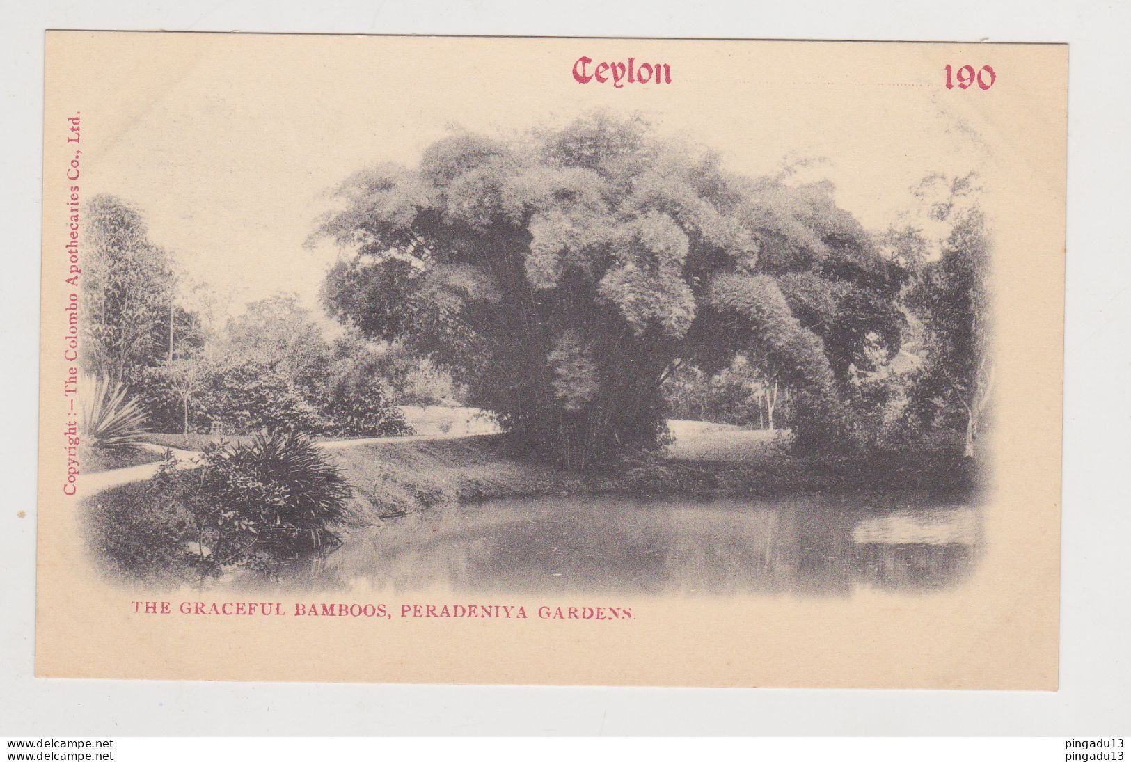 Fixe Ceylon The Graceful Bamboos Peradeniya Garden Non Circulé Très Bon état Dos Simple - Sri Lanka (Ceylon)