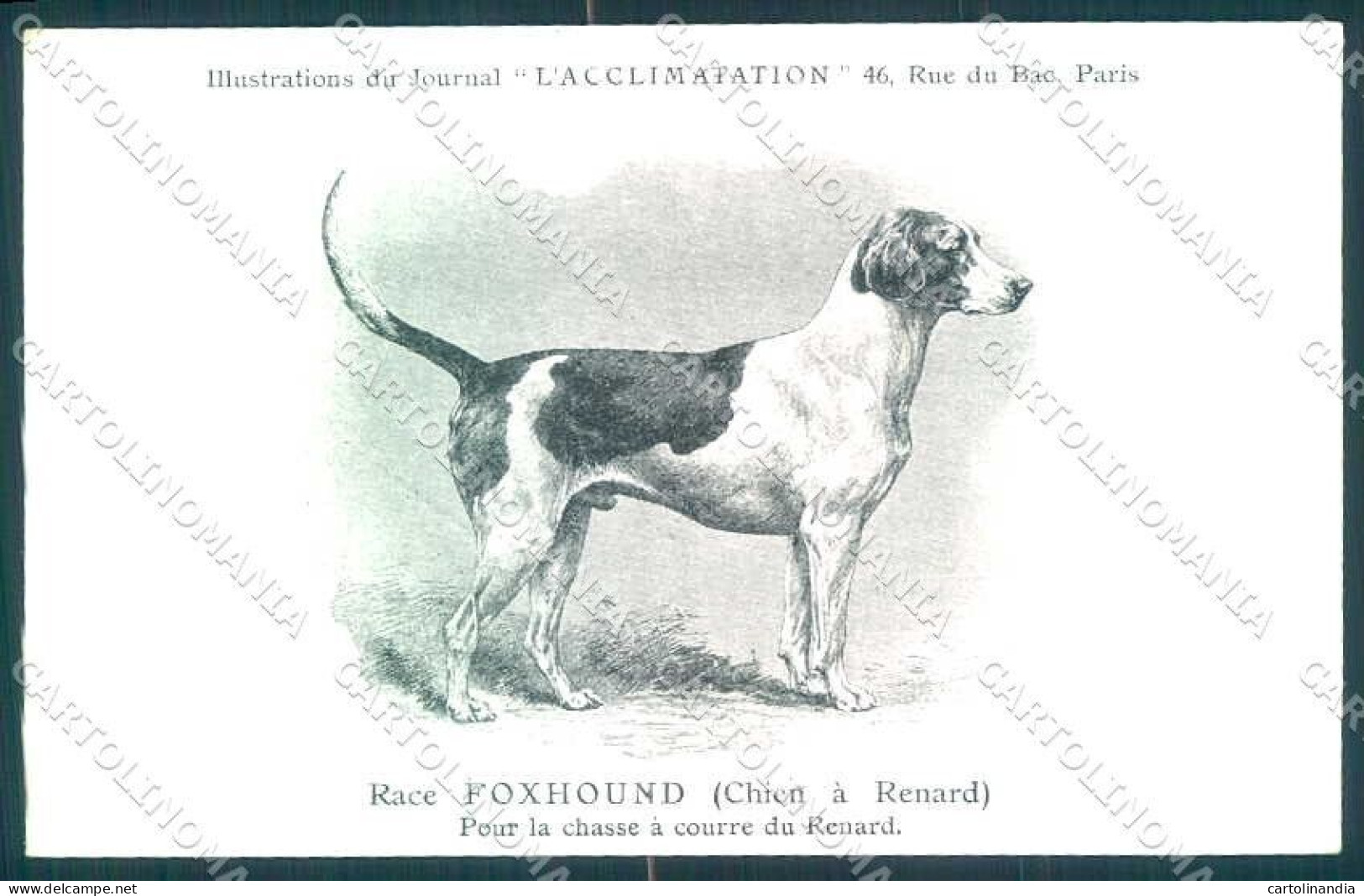 Animali Dog Cane English Foxhound Chien Renard Postcard VK9541 - Autres & Non Classés