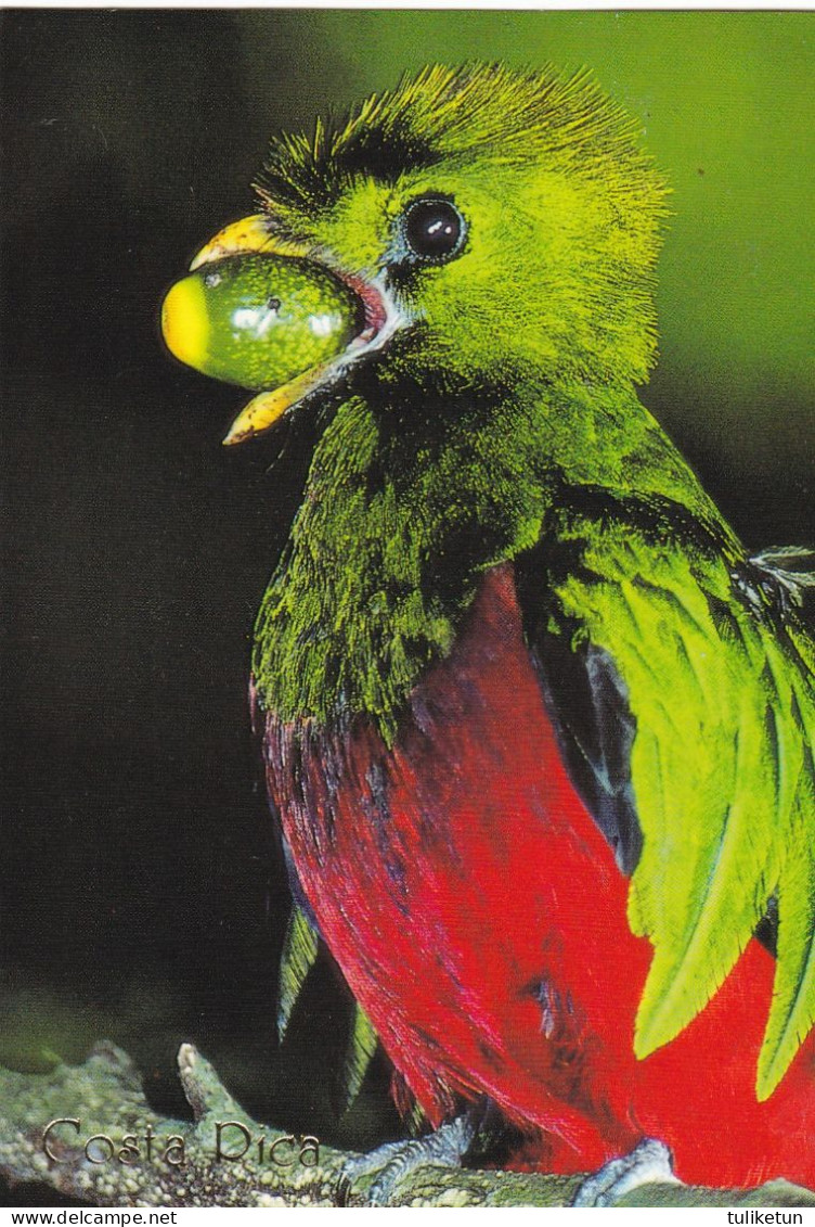 Bird - Oiseau - Vogel - Uccello - Pássaro - Pájaro - Quetzal In Rainforest - Costa Rica - Oiseaux