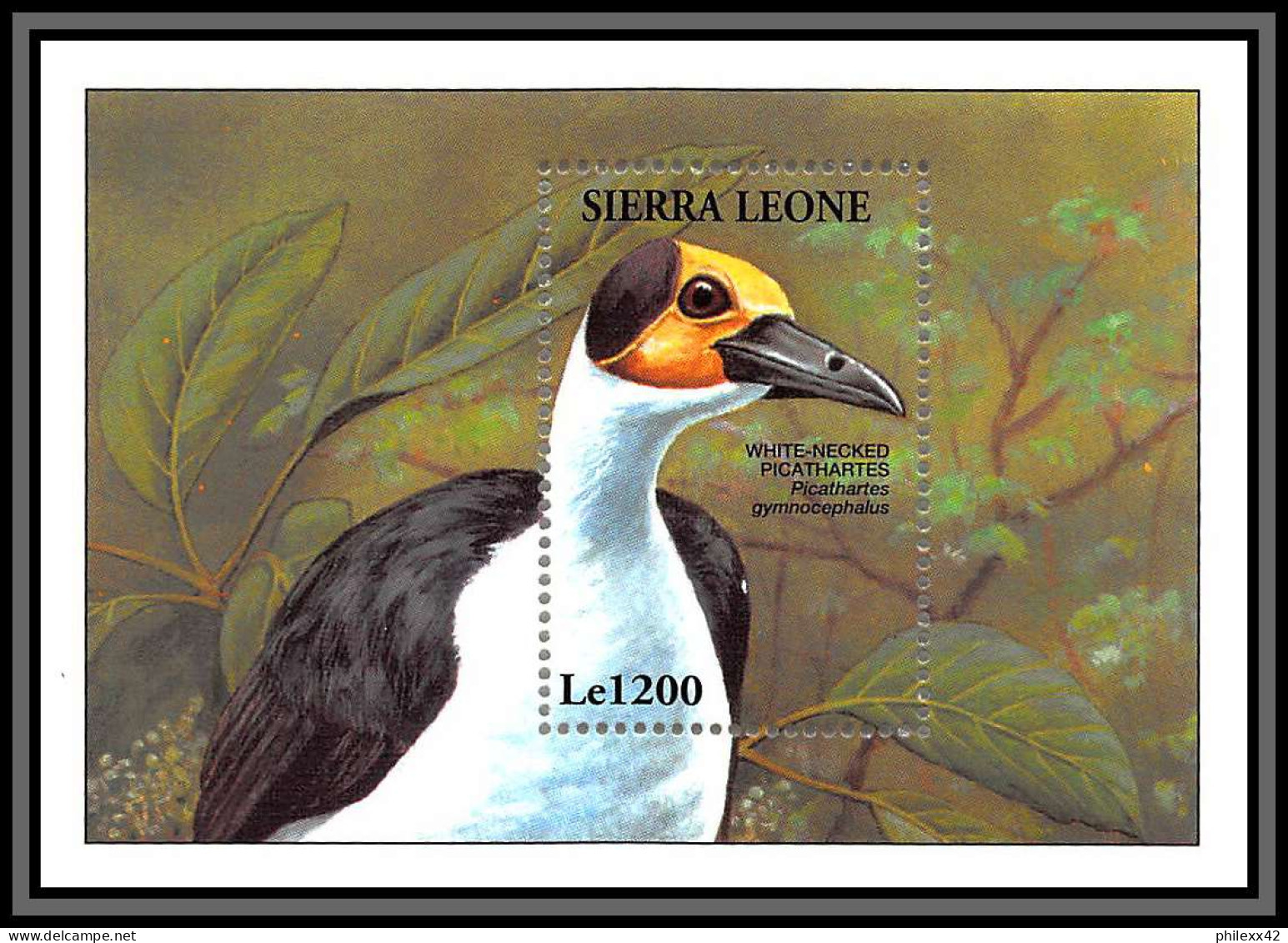 80800 Sierra Leone Yt N°248 TB Neuf ** MNH Oiseaux Birds Bird White Necked Picathartes 1994 Picatharte De Guinée - Collezioni & Lotti