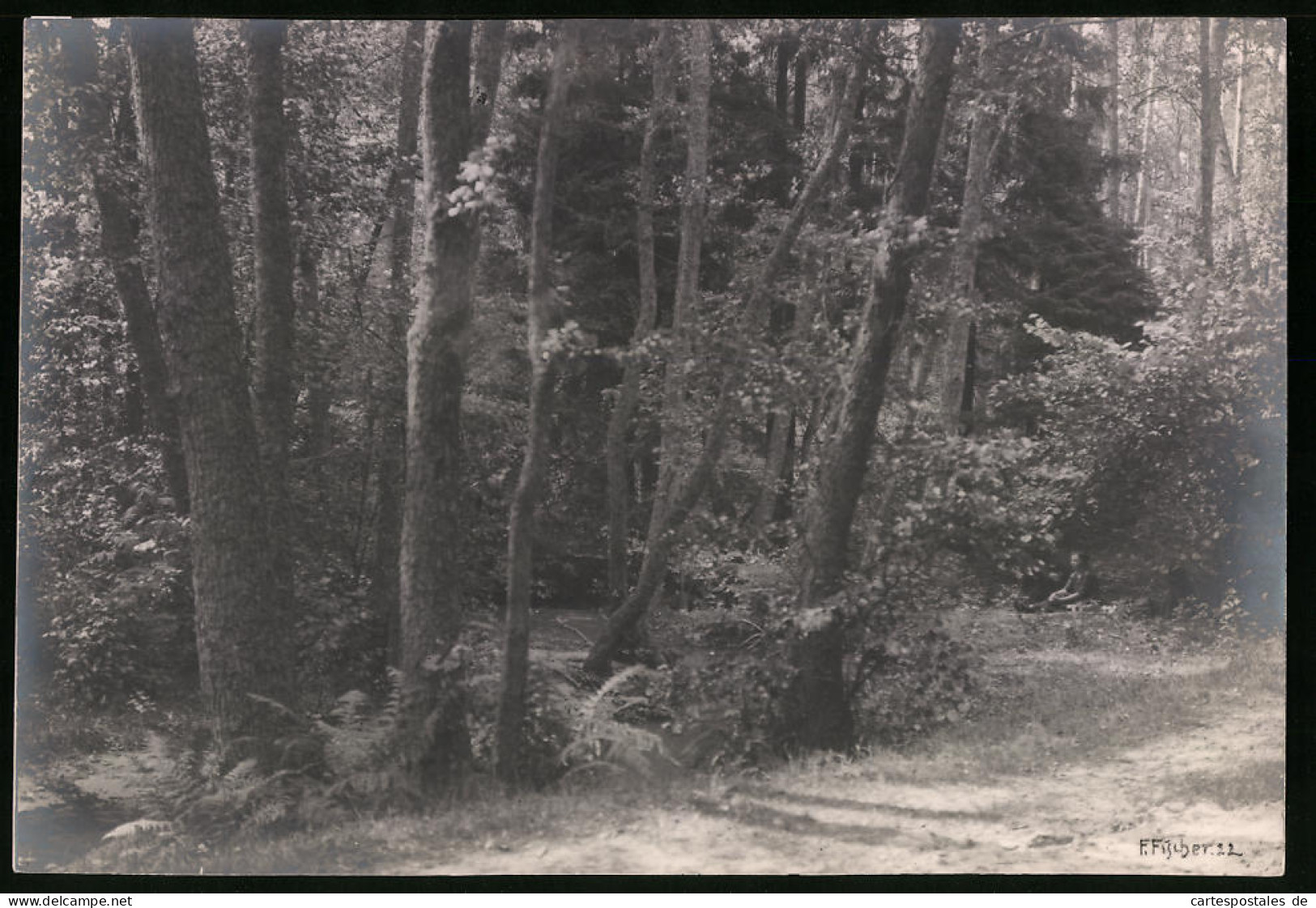 Fotografie F. Fischer, Baumbestand In Einem Idyllischen Waldstück, Foto Rechts Unten Signiert: F. Fischer 22  - Sonstige & Ohne Zuordnung