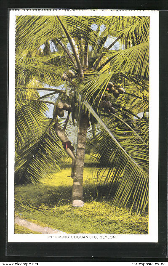 AK Ceylon, Plucking Cocoanuts  - Landbouw