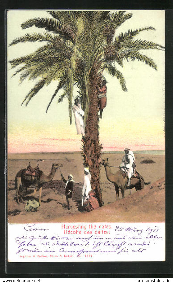 AK Harvesting The Dates, Männer Mit Kamelen Beim Datteln-Ernten  - Landbouw