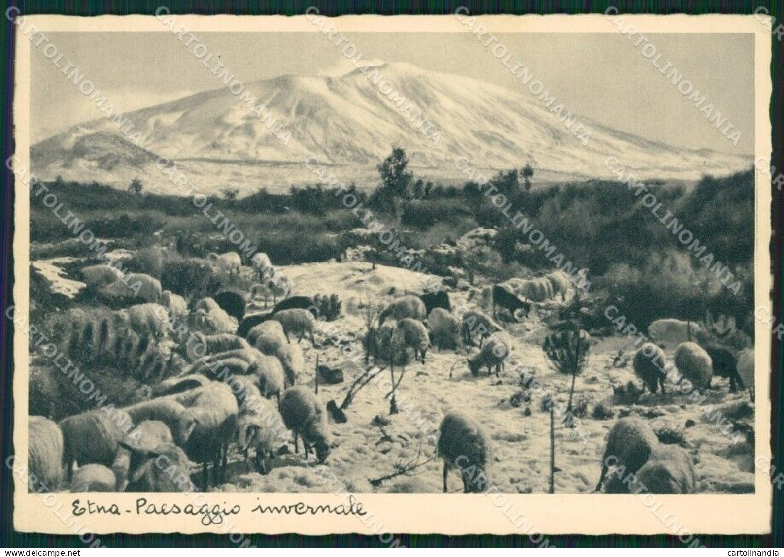 Catania Etna Pecore Nevicata FG Cartolina ZK0875 - Catania