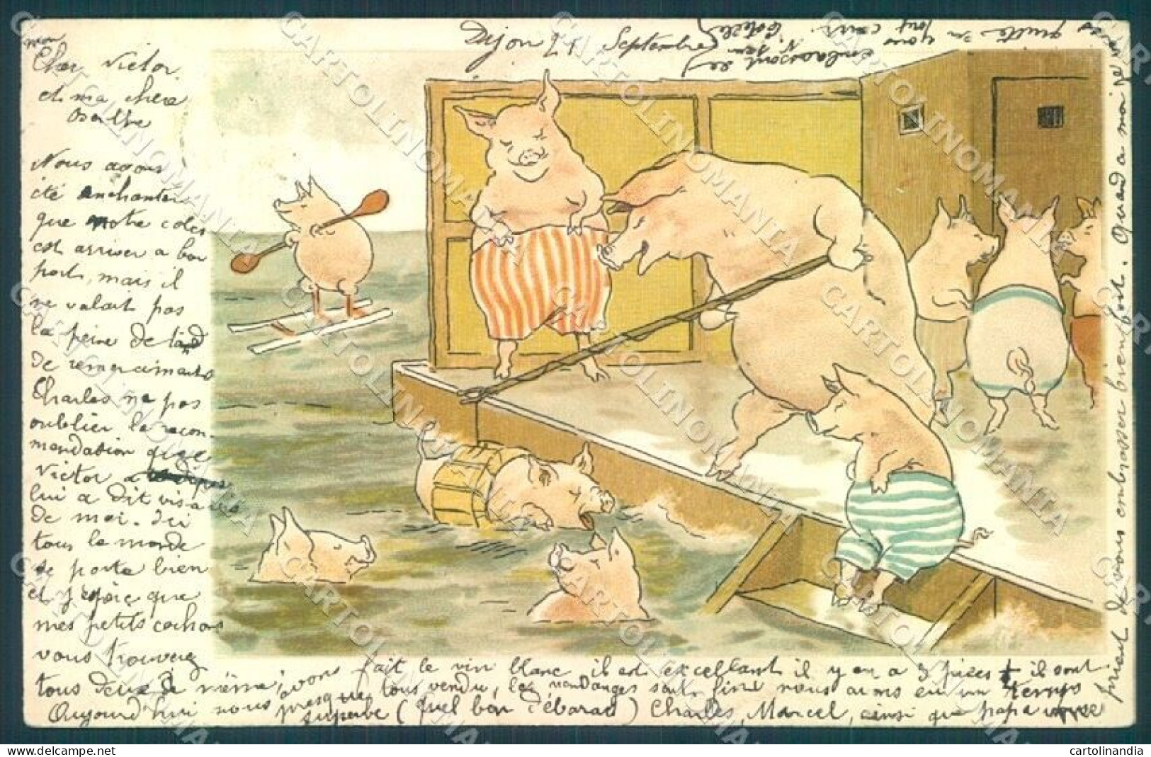 Animals Dressed Pig Sea Swimming Sport Cartolina Postcard TW1555 - Otros & Sin Clasificación